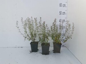 Calamintha n. nepeta geen maat specificatie 0,55L/P9cm - afbeelding 4