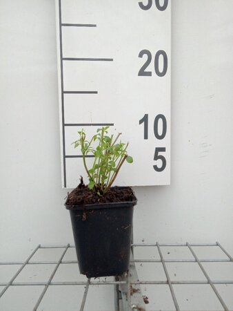Calamintha n. nepeta geen maat specificatie 0,55L/P9cm - afbeelding 7