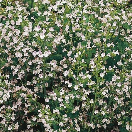 Calamintha n. nepeta geen maat specificatie 0,55L/P9cm - afbeelding 4