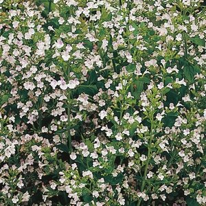 Calamintha n. nepeta geen maat specificatie 0,55L/P9cm - afbeelding 4