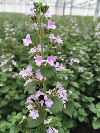 Calamintha n. nepeta geen maat specificatie 0,55L/P9cm - afbeelding 2