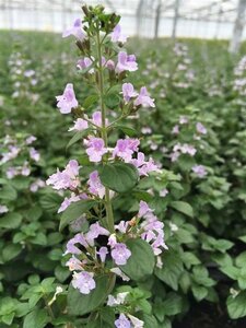 Calamintha n. nepeta geen maat specificatie 0,55L/P9cm - afbeelding 2