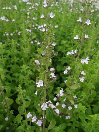 Calamintha n. nepeta geen maat specificatie 0,55L/P9cm - afbeelding 3
