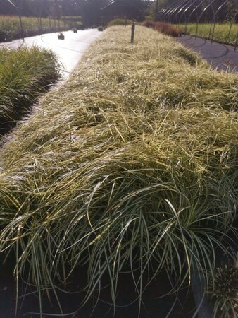 Carex oshim. 'Evergold' geen maat specificatie 0,55L/P9cm - afbeelding 4