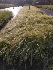 Carex oshim. 'Evergold' geen maat specificatie 0,55L/P9cm - afbeelding 4