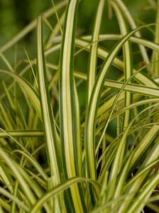 Carex oshim. 'Evergold' geen maat specificatie 0,55L/P9cm - afbeelding 7