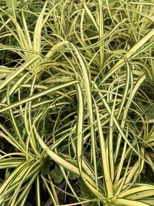 Carex oshim. 'Evergold' geen maat specificatie 0,55L/P9cm - afbeelding 13