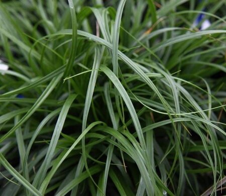 Carex oshim. 'Evergold' geen maat specificatie 0,55L/P9cm - afbeelding 6