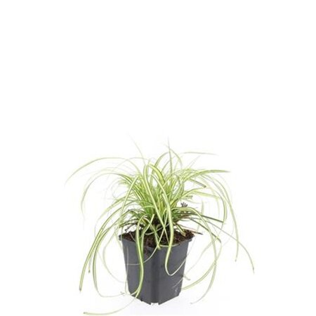 Carex oshim. 'Evergold' geen maat specificatie 0,55L/P9cm - afbeelding 9