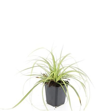 Carex oshim. 'Evergold' geen maat specificatie 0,55L/P9cm - afbeelding 8