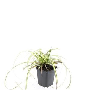 Carex oshim. 'Evergold' geen maat specificatie 0,55L/P9cm - afbeelding 7