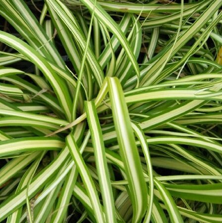 Carex oshim. 'Evergold' geen maat specificatie 0,55L/P9cm - afbeelding 5