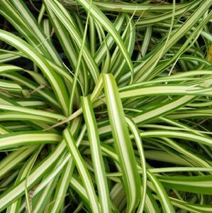 Carex oshim. 'Evergold' geen maat specificatie 0,55L/P9cm - afbeelding 5