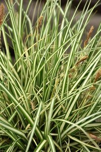 Carex oshim. 'Evergold' geen maat specificatie 0,55L/P9cm - afbeelding 2
