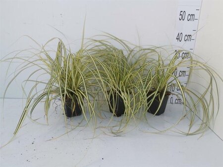 Carex oshim. 'Evergold' geen maat specificatie 0,55L/P9cm - image 11