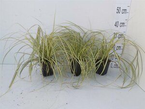 Carex oshim. 'Evergold' geen maat specificatie 0,55L/P9cm - image 11