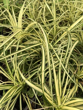 Carex oshim. 'Evergold' geen maat specificatie 0,55L/P9cm - image 13