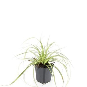 Carex oshim. 'Evergold' geen maat specificatie 0,55L/P9cm - image 8