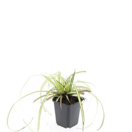 Carex oshim. 'Evergold' geen maat specificatie 0,55L/P9cm - image 7