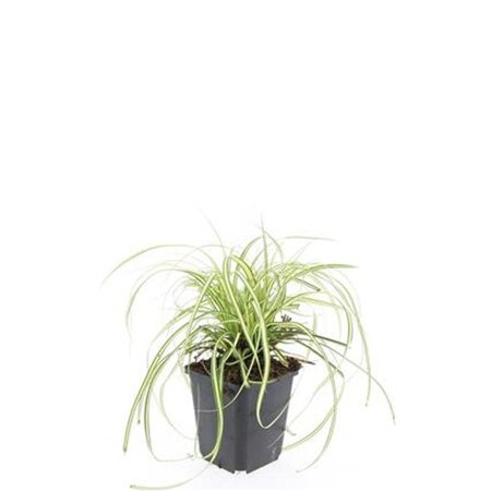 Carex oshim. 'Evergold' geen maat specificatie 0,55L/P9cm - image 12