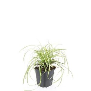 Carex oshim. 'Evergold' geen maat specificatie 0,55L/P9cm - image 12
