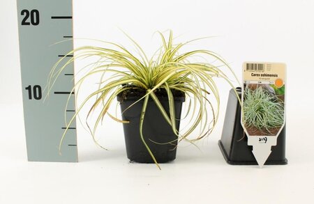 Carex oshim. 'Evergold' geen maat specificatie 0,55L/P9cm - image 15