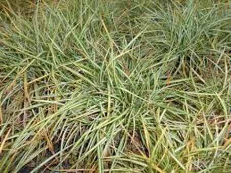 Carex ornithopoda 'Variegata' geen maat specificatie 0,55L/P9cm - afbeelding 2
