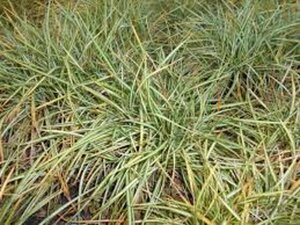 Carex ornithopoda 'Variegata' geen maat specificatie 0,55L/P9cm - afbeelding 2