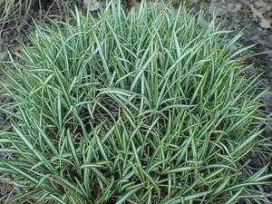 Carex ornithopoda 'Variegata' geen maat specificatie 0,55L/P9cm