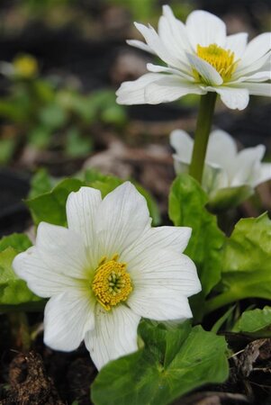 Caltha palustris alba geen maat specificatie 0,55L/P9cm - image 1