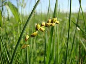 Carex panicea geen maat specificatie 0,55L/P9cm - image 2