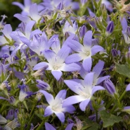 Campanula posch. 'Blauranke' geen maat specificatie 0,55L/P9cm - afbeelding 1