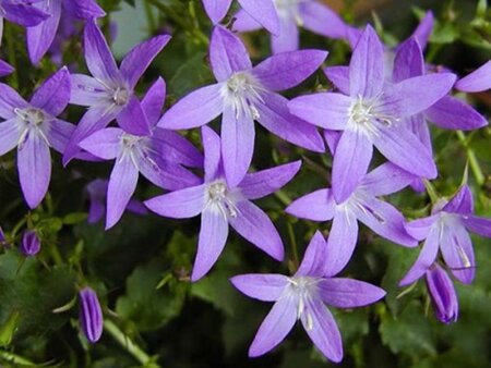 Campanula posch. 'Blauranke' geen maat specificatie 0,55L/P9cm - afbeelding 2