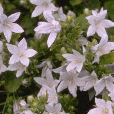 Campanula posch. 'E.H. Frost' geen maat specificatie 0,55L/P9cm