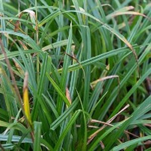 Carex pendula geen maat specificatie 0,55L/P9cm - afbeelding 6