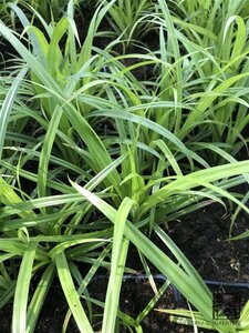 Carex pendula geen maat specificatie 0,55L/P9cm