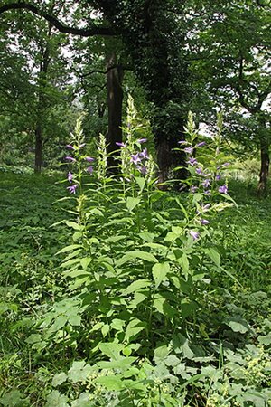 Campanula persicifolia geen maat specificatie 0,55L/P9cm - afbeelding 6