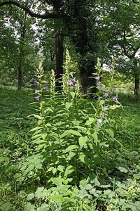 Campanula persicifolia geen maat specificatie 0,55L/P9cm - afbeelding 6