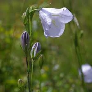 Campanula persicifolia geen maat specificatie 0,55L/P9cm - afbeelding 7