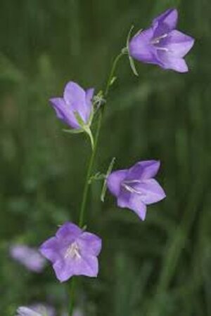 Campanula persicifolia geen maat specificatie 0,55L/P9cm - afbeelding 8
