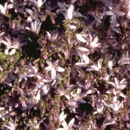 Campanula posch. 'Lisduggan Var.' geen maat specificatie 0,55L/P9cm - afbeelding 4