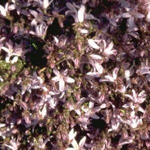 Campanula posch. 'Lisduggan Var.' geen maat specificatie 0,55L/P9cm - afbeelding 4