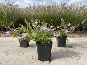Campanula posch. 'Lisduggan Var.' geen maat specificatie 0,55L/P9cm - afbeelding 3