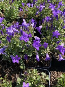 Campanula portenschlagiana geen maat specificatie 0,55L/P9cm