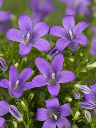 Campanula portenschlagiana geen maat specificatie 0,55L/P9cm - afbeelding 6