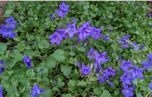 Campanula portenschlagiana geen maat specificatie 0,55L/P9cm - afbeelding 8