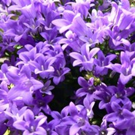 Campanula portenschlagiana geen maat specificatie 0,55L/P9cm - afbeelding 7