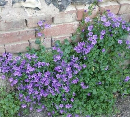 Campanula portenschlagiana geen maat specificatie 0,55L/P9cm - afbeelding 9