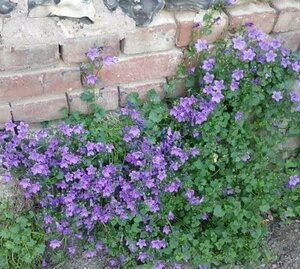 Campanula portenschlagiana geen maat specificatie 0,55L/P9cm - afbeelding 9