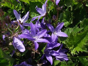 Campanula poscharskyana geen maat specificatie 0,55L/P9cm - afbeelding 7